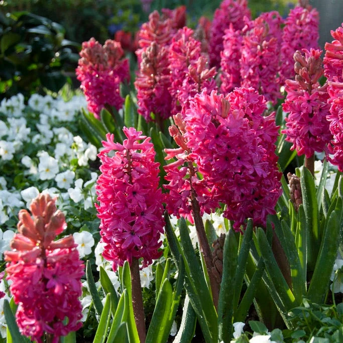 Rhapsody Bulb Collection - Image 2