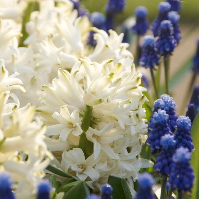 Carnegie Hyacinth - Image 4