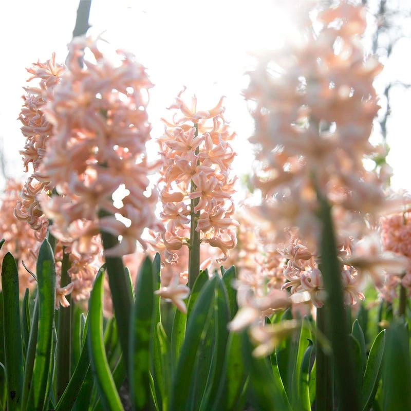 Gipsy Queen Hyacinth - Image 4