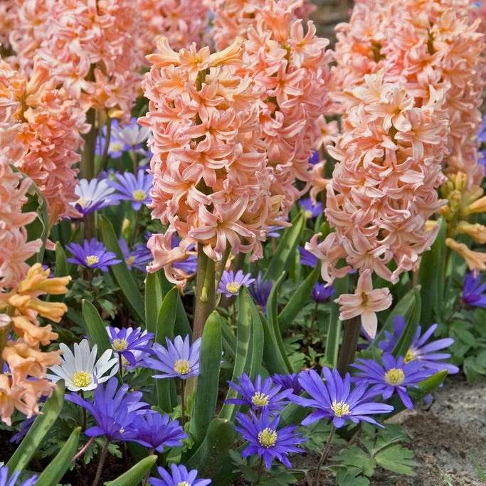 Gipsy Queen Hyacinth - Image 2