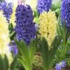 Fat Tuesday Hyacinth Mix