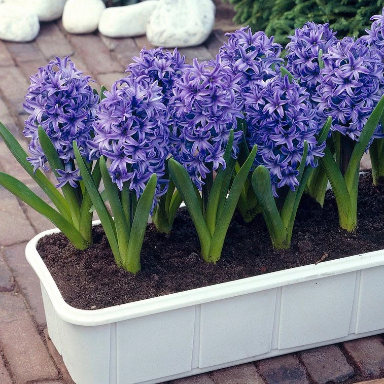 Blue Jacket Hyacinth - Image 5