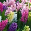 Hyacinth Mix