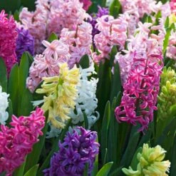 Hyacinth Mix