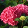 LET’S DANCE LOVEABLE™ - Bigleaf Hydrangea - Proven Winners - 4" Pot