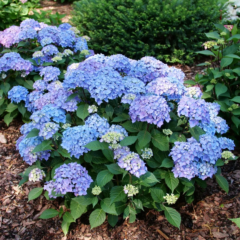 LET’S DANCE LOVEABLE™ - Bigleaf Hydrangea - Proven Winners - 4" Pot - Image 4