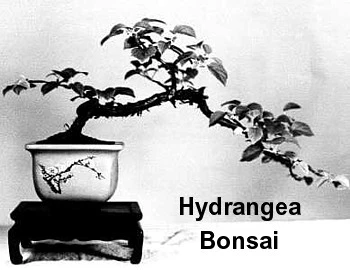 Vining Hydrangea Plant - Hydrangea Petiolaris - Shade - 4" Pot - Image 3