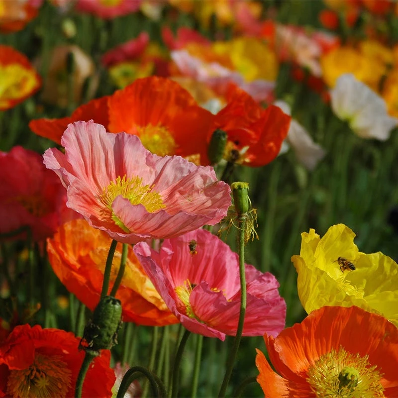 Iceland Poppy Seeds - Image 2