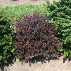 Sunjoy Mini Maroon® Barberry - 4" Pot - Berberis