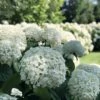 Incrediball® Hydrangea Perennial - Huge Flowers - 4" Pot - Proven Winners