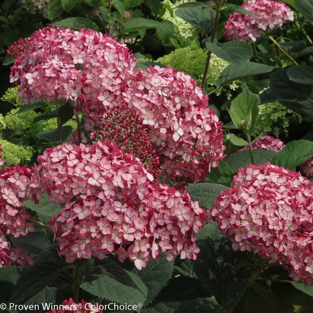 InvincibelleĀ® Ruby Hydrangea - 4" Pot - Proven Winners - Image 4