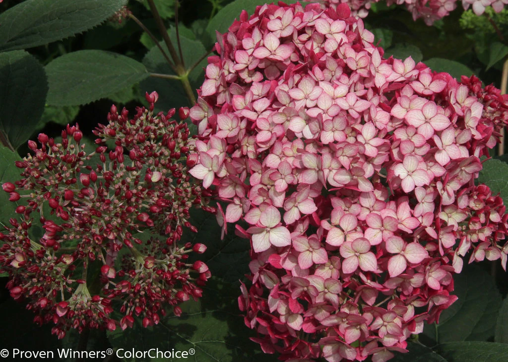 InvincibelleĀ® Ruby Hydrangea - 4" Pot - Proven Winners - Image 3