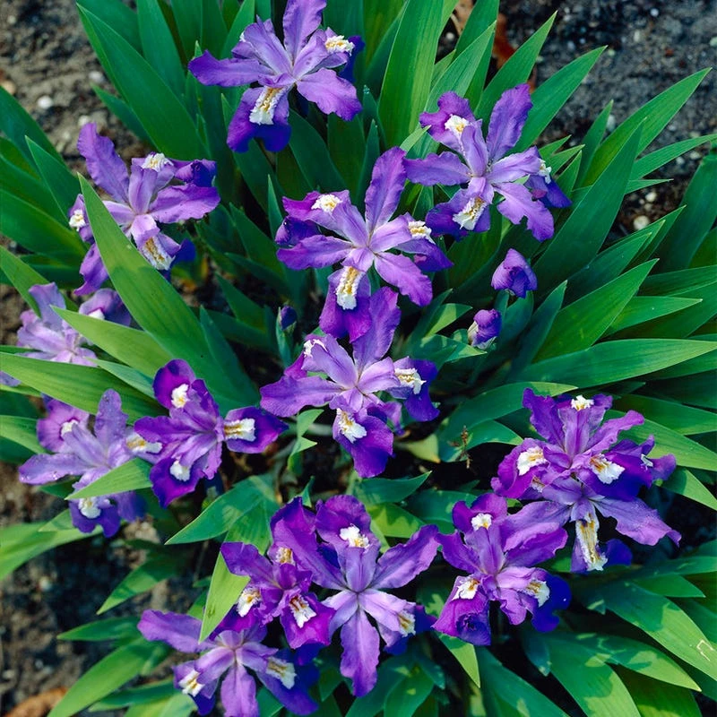 Dwarf Crested Iris - Image 2