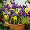 Specie Iris Mix