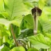 Jack In The Pulpit