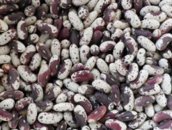 Jacob's Cattle (Trout) Bush Dry Bean