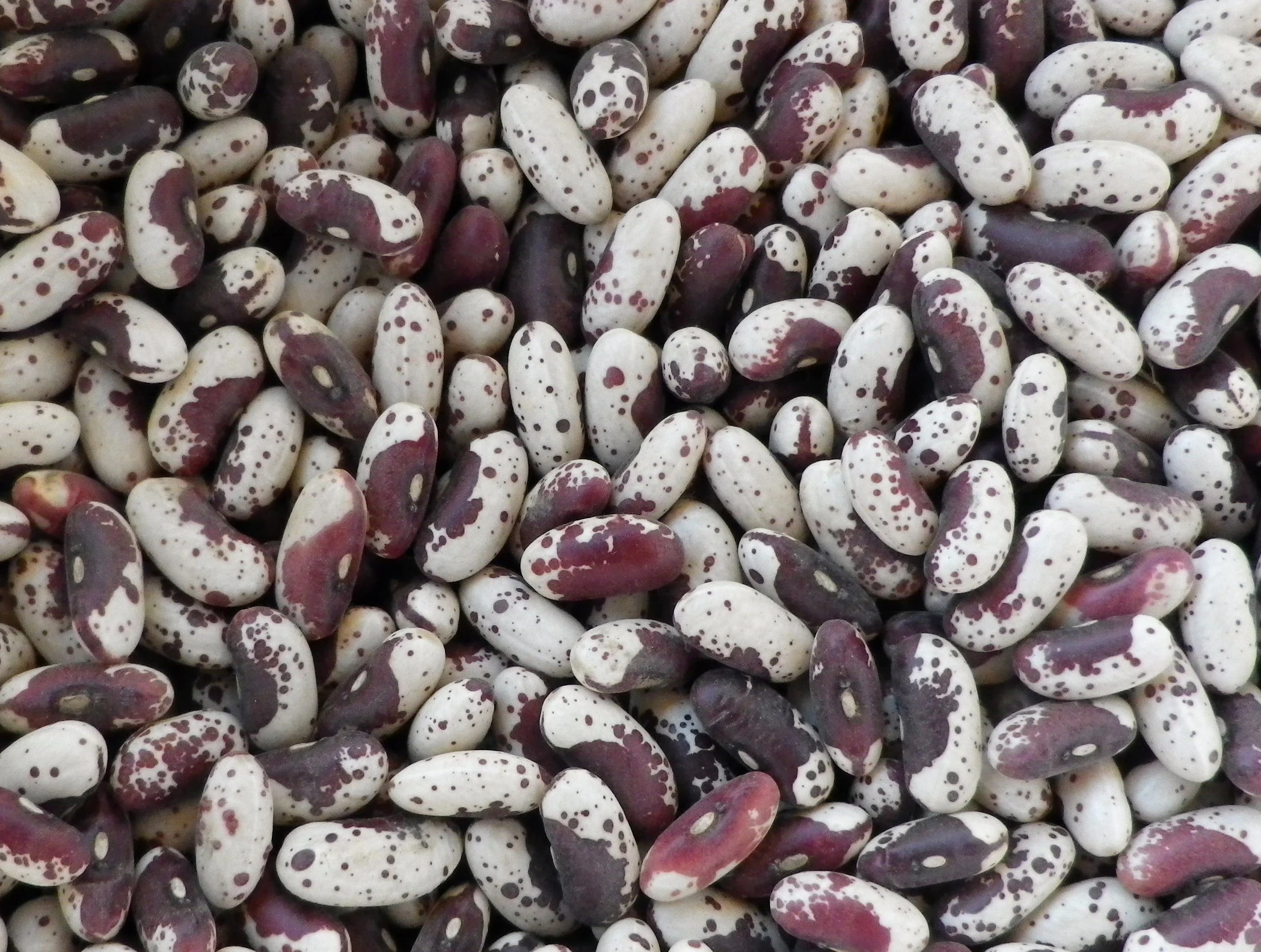 Jacob's Cattle (Trout) Bush Dry Bean