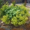 Lady's Mantle