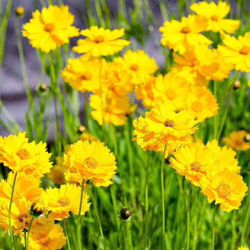 Lance Leaf Coreopsis Seeds - Image 10