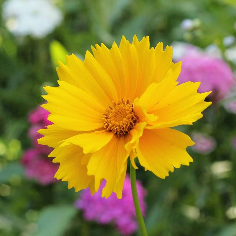 Lance Leaf Coreopsis Seeds - Image 7
