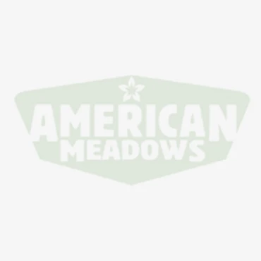 Mountain Phlox Seeds - Image 5