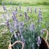 Sensational!™ Lavender