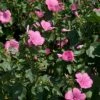 Rose Mallow Seeds