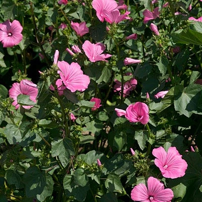 Rose Mallow Seeds - Image 5