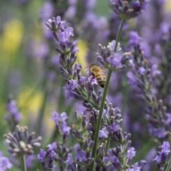 Phenomenal® Lavender