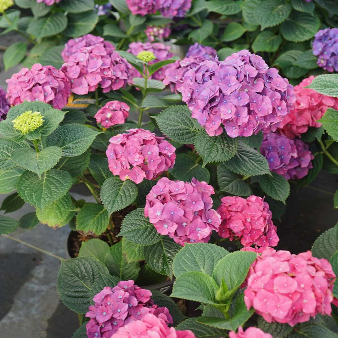 LET’S DANCE BIG BAND® PPAF Hydrangea Bush - 4" Pot - Proven Winners