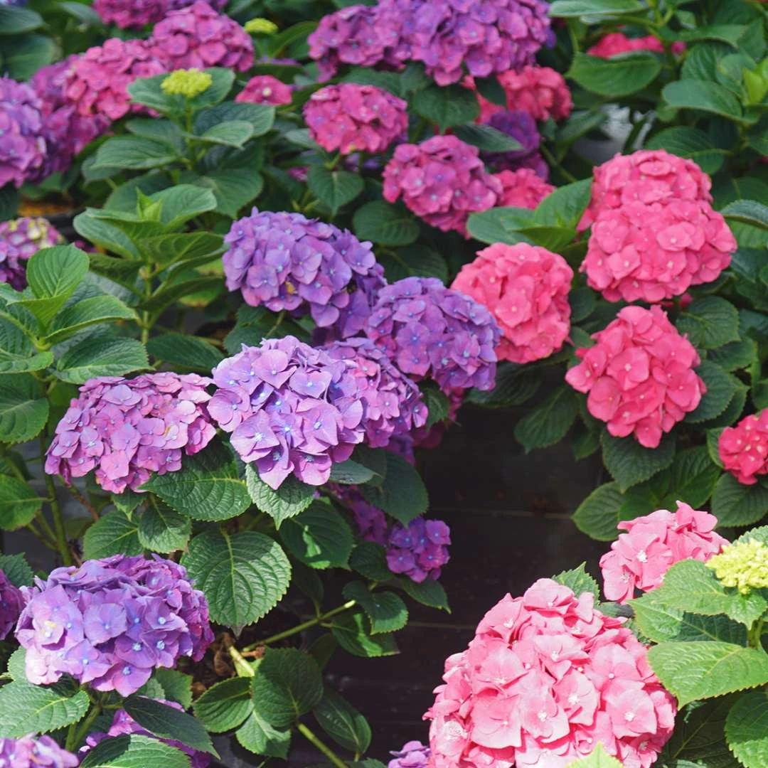 LET’S DANCE BIG BAND® PPAF Hydrangea Bush - 4" Pot - Proven Winners - Image 2