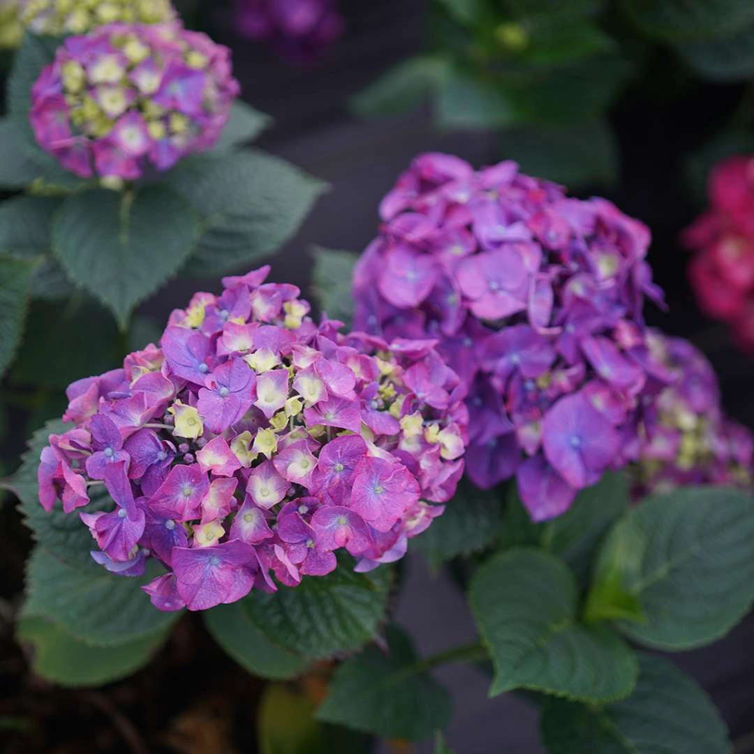 LET’S DANCE BIG BAND® PPAF Hydrangea Bush - 4" Pot - Proven Winners - Image 3