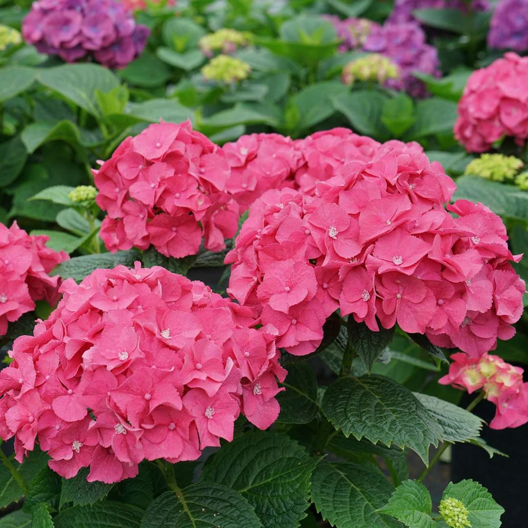 LET’S DANCE BIG BAND® PPAF Hydrangea Bush - 4" Pot - Proven Winners - Image 4