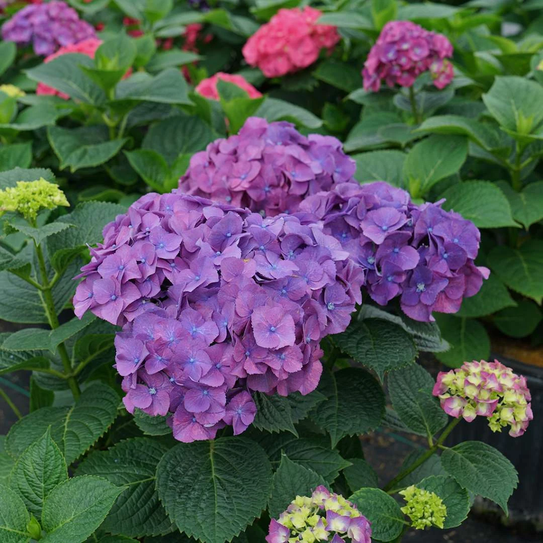 LET’S DANCE BIG BAND® PPAF Hydrangea Bush - 4" Pot - Proven Winners - Image 5