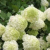 Limelight Hydrangea - Beautiful Colors - Proven Winners - 4" Pot