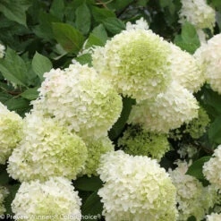 Limelight Hydrangea - Beautiful Colors - Proven Winners - 4" Pot