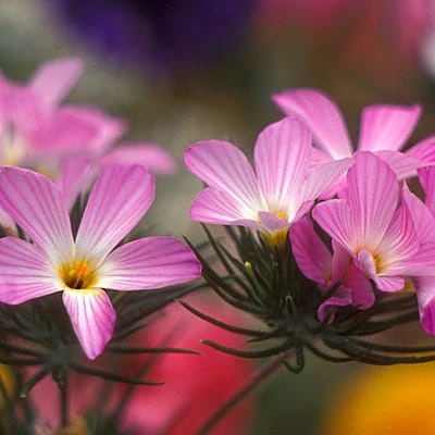 Mountain Phlox Seeds - Image 2