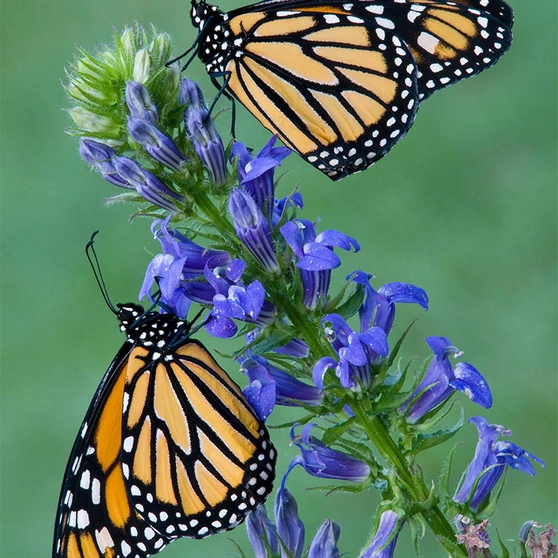 Great Blue Lobelia - Image 4