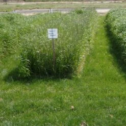 Annual Rye Grass Seeds