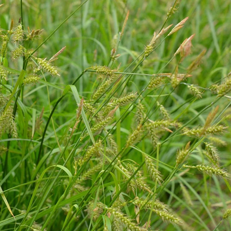 Long Beaked Sedge