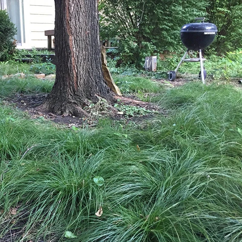 Long Beaked Sedge - Image 3