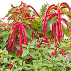 Love Lies Bleeding Seeds