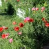 Picket Fence Wildflower Seed Mix