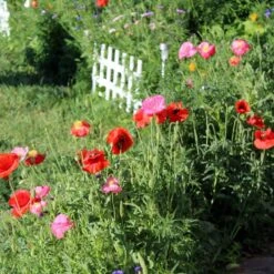 Picket Fence Wildflower Seed Mix