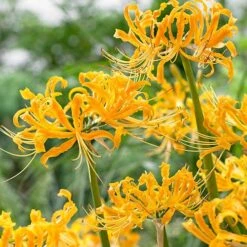Yellow Spider Lily
