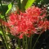 Red Spider Lily