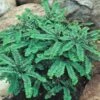 Northern Maidenhair Fern