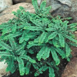 Northern Maidenhair Fern