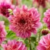 Mambo Anemone Dahlia