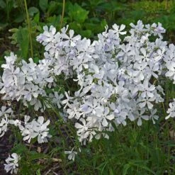 May Breeze Woodland Phlox